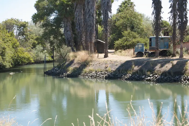 Still green water of a Delta slough reflecting tall palms and leafy trees, with a riprap bank and a small shed on the far side